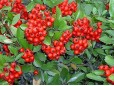 Pyracantha crenatoserrata